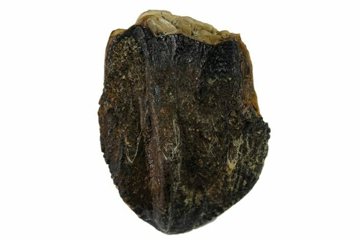 Ceratopsian Dinosaur Tooth - Judith River Formation #133449